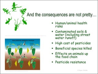 And the consequences are not pretty…
                                                                                     Human/animal health
                                                                                      risks
                                                                                     Contaminated soils &
http://www.mindfully.org/Pesticide/2002/Flawed-Frogs-Pesticide-Deformed9jul02.htm     water (including street
                                                                                      water runoff)
                                                                                     High cost of pesticides
                                                                                     Beneficial species killed
                                                                                     Effects on animals up
                                                                                      the food chain
                                                                                     Pesticide resistance

                                                                                                     © Project SOUND
 http://grapes.msu.edu/images/pesticResist.gif
 