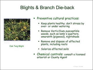 Blights & Branch Die-back

                                                             Preventive cultural practices:
                                                                Keep plants healthy; don’t stress by
                                                                 over- or under watering
                                                                Remove Verticillium-susceptible
                                                                 weeds, such as lamb's quarters,
                                                                 amaranth (pigweed), nightshade
http://www.ipm.ucdavis.edu/PMG/GARDEN/PLANTS/DISEASES/oak
brdieback.html
                                                                Remove and dispose of affected
                                                                 plants, including roots
           Oak Twig Blight
                                                                Solarize affected soils

                                                             Chemical controls: consult a licensed
                                                              arborist or County Agent


                                                                                            © Project SOUND
 