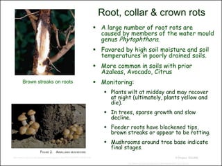 Root, collar & crown rots
                                                                                     A large number of root rots are
                                                                                      caused by members of the water mould
                                                                                      genus Phytophthora.
                                                                                     Favored by high soil moisture and soil
                                                                                      temperatures in poorly drained soils.
                                                                                     More common in soils with prior
                                                                                      Azaleas, Avocado, Citrus
         Brown streaks on roots                                                      Monitoring:
                                                                                        Plants wilt at midday and may recover
                                                                                         at night (ultimately, plants yellow and
                                                                                         die).
                                                                                        In trees, sparse growth and slow
                                                                                         decline.
                                                                                        Feeder roots have blackened tips,
                                                                                         brown streaks or appear to be rotting.
                                                                                        Mushrooms around tree base indicate
                                                                                         final stages.
http://www.ca.uky.edu/agcollege/plantpathology/ext_files/PPFShtml/PPFS-OR-W-5.pdf                                                                 © Project SOUND

                                                                                                http://www.ces.ncsu.edu/depts/pp/notes/oldnotes/odin13/od13a.htm
 