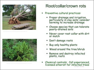 Root/collar/crown rots
                                                                           Preventive cultural practices:
                                                                               Proper drainage and irrigation,
                                                                                particularly in clay soils; consider
                                                                                berming to increase drainage
                                                                               Choose species that can tolerate
                                                                                poorly-drained soils
http://ag.arizona.edu/PLP/plpext/diseases/trees/Ash/GRR2.html

                                                                               Never cover root collar with dirt
                                                                                or mulch
                                                                               Don’t damage roots
                                                                               Buy only healthy plants
                                                                               Weed around the tree/shrub
                                                                               Remove and destroy infected
                                                                                plants, roots

       http://www.ces.ncsu.edu/depts/pp/notes/oldnotes/odin13/od13a.htm
                                                                           Chemical controls: Call experienced,
                                                                            licensed arborist for infected trees
                                                                                                     © Project SOUND
 