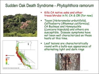 Sudden Oak Death Syndrome - Phytophthora ramorum
                    Kills CA native oaks and other
                     trees/shrubs in N. CA & OR (for now)
                    Toyon (Heteromeles arbutifolia),
                     Coffeeberry (Rhamnus californica),
                     CA Buckeye and Honeysuckle
                     (Lonicera hispidula) and others are
                     susceptible. Disease symptoms have
                     not been well characterized on these
                     hosts at this time.
                    Leaf lesions are characteristically
                     round with a bulls-eye appearance of
                     alternating light and dark rings




                                               © Project SOUND
 
