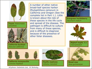 A number of other native
                            broad-leaf species harbor
                            Phytophthora ramorum in
                            California and Oregon (See the
                            complete list in Part 1.). Little
                            is known about the role of                                                Evergreen huckleberry
                            these species in the life cycle                                           Vaccinium ovatum
Toyon Heteromeles           and spread of the disease. The
arbutifolia                 pathogen is difficult to culture
                            from many of these species,
                            and is difficult to diagnose
                            because of the presence of
                            other foliar diseases.

                                                                                                                Bigleaf maple Acer
California buckeye                                                                                              macrophyllum
Aesculus californica




California honeysuckle                     Pacific madrone                                                Wood rose
Lonicera hispidula                         Arbutus menziesii                                              Rosa gymnocarpa
                                                                                                                     © Project SOUND
All photos: Garbelotto Lab, UC Berkeley   http://www.suddenoakdeath.org/ppt/Virtual%20Training%20Part%202.ppt#324,8,Slide 8
 