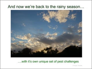And now we’re back to the rainy season…




     ….with it’s own unique set of pest challenges
                                             © Project SOUND
 