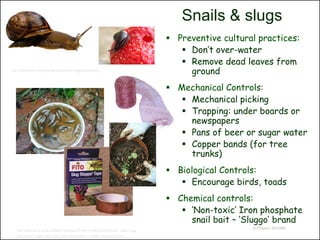 Snails & slugs
                                                                                                Preventive cultural practices:
                                                                                                   Don’t over-water
                                                                                                   Remove dead leaves from
http://extension.oregonstate.edu/news/images/snail.jpg
                                                                                                    ground
                                                                                                Mechanical Controls:
                                                                                                   Mechanical picking
                                                                                                   Trapping: under boards or
                                                                                                    newspapers
                                                                                                   Pans of beer or sugar water
                                                                                                   Copper bands (for tree
                                                                                                    trunks)
                                                                                                Biological Controls:
                                                                                                   Encourage birds, toads
                                                                                                Chemical controls:
                                                                                                   ‘Non-toxic’ Iron phosphate
                                                                                                    snail bait – ‘Sluggo’ brand
                                                                                                                   © Project SOUND
   http://i.dailymail.co.uk/i/pix/2008/06/18/article-1027544-01A4B50C00000578-51_468x315.jpg
   http://farm2.static.flickr.com/1257/942909073_87997125e8.jpg?v=0
 
