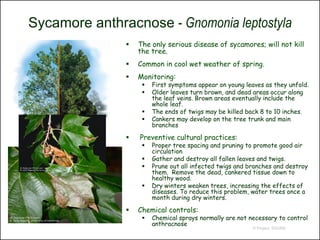 Sycamore anthracnose - Gnomonia leptostyla
                  The only serious disease of sycamores; will not kill
                   the tree.
                  Common in cool wet weather of spring.
                  Monitoring:
                       First symptoms appear on young leaves as they unfold.
                       Older leaves turn brown, and dead areas occur along
                        the leaf veins. Brown areas eventually include the
                        whole leaf.
                       The ends of twigs may be killed back 8 to 10 inches.
                       Cankers may develop on the tree trunk and main
                        branches

                  Preventive cultural practices:
                       Proper tree spacing and pruning to promote good air
                        circulation
                       Gather and destroy all fallen leaves and twigs.
                       Prune out all infected twigs and branches and destroy
                        them. Remove the dead, cankered tissue down to
                        healthy wood.
                       Dry winters weaken trees, increasing the effects of
                        diseases. To reduce this problem, water trees once a
                        month during dry winters.

                  Chemical controls:
                       Chemical sprays normally are not necessary to control
                        anthracnose
                                                          © Project SOUND
 
