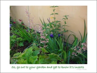 So, go out to your garden and get to know it’s insects
                                                © Project SOUND
 
