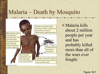 Malaria – Death by Mosquito Malaria kills about 2 million people per year and has probably killed more than all of the wars ever fought. Figure 18-7 