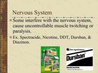 Nervous System Some interfere with the nervous system, cause uncontrollable muscle twitching or paralysis.   Ex. Spectracide, Nicotine, DDT, Dursban, & Diazinon. 