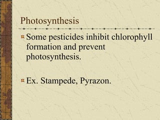 Photosynthesis  Some pesticides inhibit chlorophyll formation and prevent photosynthesis.  Ex. Stampede, Pyrazon. 
