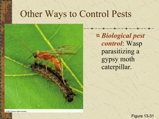 Other Ways to Control Pests Biological pest control : Wasp parasitizing a gypsy moth caterpillar. Figure 13-31 