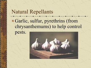 Natural Repellants Garlic, sulfur, pyrethrins (from chrysanthemums) to help control pests.                                                                                                                                             