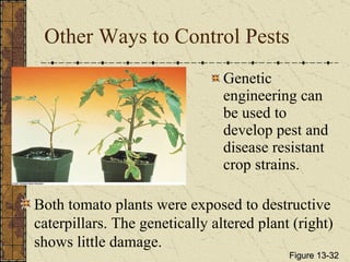 Other Ways to Control Pests Genetic engineering can be used to develop pest and disease resistant crop strains. Both tomato plants were exposed to destructive caterpillars. The genetically altered plant (right) shows little damage. Figure 13-32 