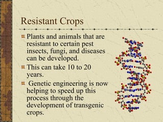Resistant Crops Plants and animals that are resistant to certain pest insects, fungi, and diseases can be developed. This can take 10 to 20 years.  Genetic engineering is now helping to speed up this process through the development of transgenic crops. 
