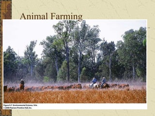 Animal Farming 