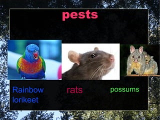 pests Rainbow lorikeet possums rats 
