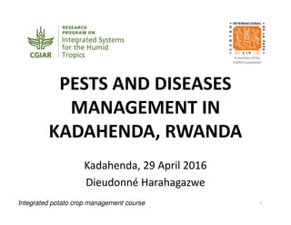 PESTS AND DISEASES
MANAGEMENT IN
KADAHENDA, RWANDA
Kadahenda, 29 April 2016
Dieudonné Harahagazwe
1Integrated potato crop management course
 