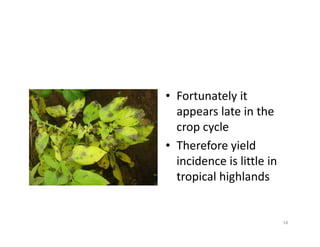 • Fortunately it
appears late in the
crop cycle
• Therefore yield
incidence is little in
tropical highlands
18
 
