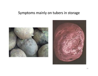 Symptoms mainly on tubers in storage
20
 