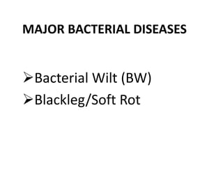MAJOR BACTERIAL DISEASES
Bacterial Wilt (BW)
Blackleg/Soft Rot
 