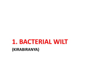 (KIRABIRANYA)
1. BACTERIAL WILT
 
