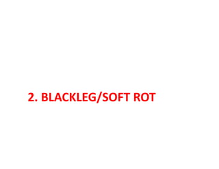 2. BLACKLEG/SOFT ROT
 