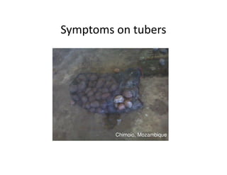 Symptoms on tubers
Chimoio, Mozambique
 