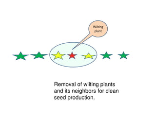 Wilting
plant
Removal of wilting plants
and its neighbors for clean
seed production.
 