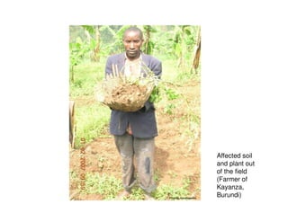 Affected soil
and plant out
of the field
(Farmer of
Kayanza,
Burundi)
 