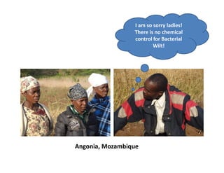 Angonia, Mozambique
I am so sorry ladies!
There is no chemical
control for Bacterial
Wilt!
 