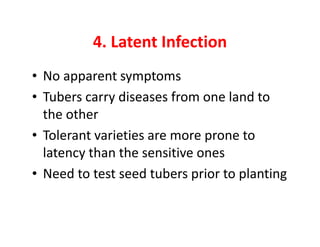 4. Latent Infection
• No apparent symptoms
• Tubers carry diseases from one land to
the other
• Tolerant varieties are more prone to
latency than the sensitive ones
• Need to test seed tubers prior to planting
 