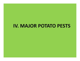 IV. MAJOR POTATO PESTS
 