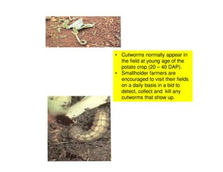 • Cutworms normally appear in
the field at young age of the
potato crop (20 – 40 DAP).
• Smallholder farmers are
encouraged to visit their fields
on a daily basis in a bid to
detect, collect and kill any
cutworms that show up.
 