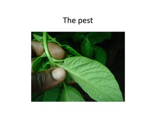 The pest
 