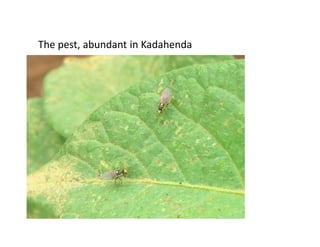 The pest, abundant in Kadahenda
 