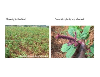 Severity in the field
Sussundenga, Mozambique
Even wild plants are affected
 
