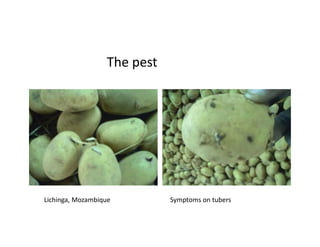 The pest
Lichinga, Mozambique Symptoms on tubers
 