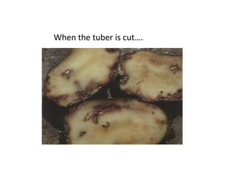 When the tuber is cut….
 
