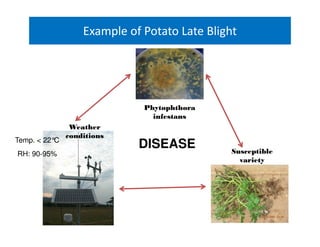 Example of Potato Late Blight
Phytophthora
infestans
Susceptible
variety
Weather
conditions
DISEASETemp. < 22°C
RH: 90-95%
 