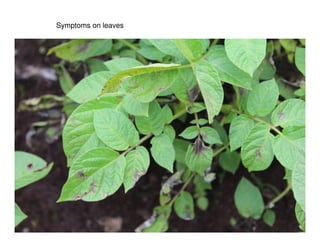 8
Symptoms on leaves
 