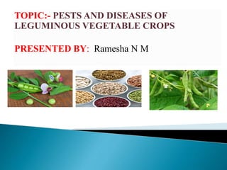 TOPIC:- PESTS AND DISEASES OF
LEGUMINOUS VEGETABLE CROPS
PRESENTED BY: Ramesha N M
 
