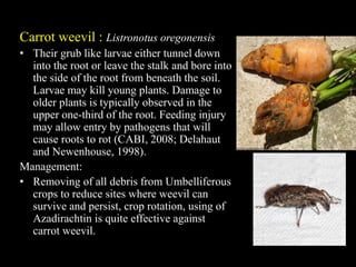 Pests and Diseases of Root Vegetables.pptx