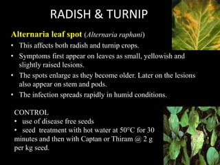 Pests and Diseases of Root Vegetables.pptx
