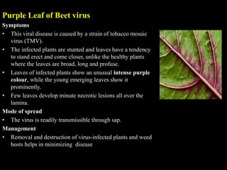 Strained Beets Pests and Diseases of Root Vegetables.pptx