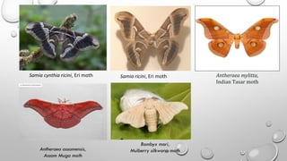 Pests and diseases of silkworm-pdf-03.6.2025.pdf