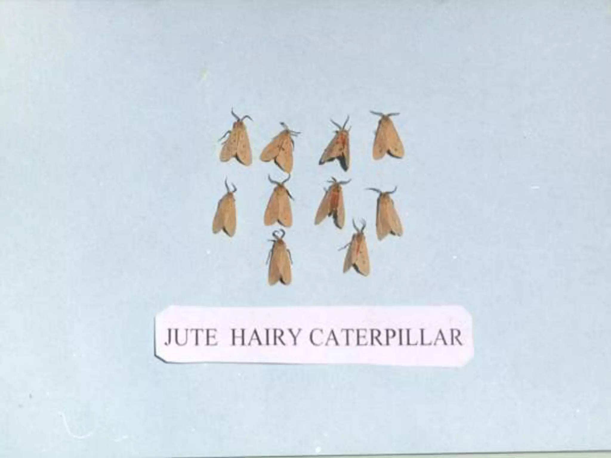 Jute Insects PESTS AND DISEASES OF JUTE.ppt