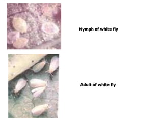 Jute Insects PESTS AND DISEASES OF JUTE.ppt
