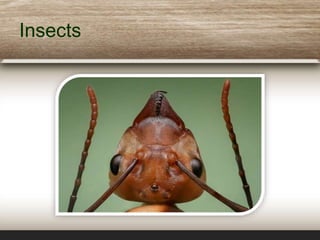 Peronists Insect Pests in the library | PPTX