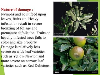 Infested Color Pests of Apple, Fig, Ber, Aonla, their Damage Symptoms and Management ...
