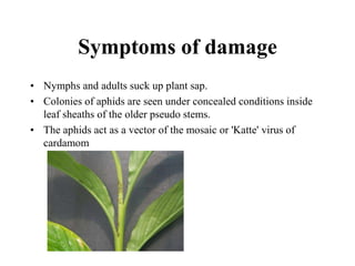 Pests of Cardamom.ppt