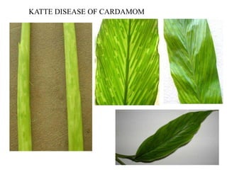 Pests of Cardamom.ppt